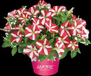 Петунія Amore King of Heartz PLT-AN-CAS-655 фото