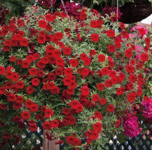 Калібрахоа Cabaret Early bright Red вазон PLT-AN-VAZ-873 фото