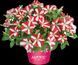 Петунія Amore King of Heartz PLT-AN-CAS-655 фото 1
