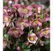 Чемерник (морозник)садовий ICE N`ROSES MINDY MARBLE касетна розсада  PLT-HEL-MINDY -1077 фото 1