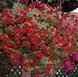 Калібрахоа Cabaret Early bright Red вазон PLT-AN-VAZ-873 фото 1
