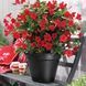 Диплоденія Red PLT-HOME-RED-1072 фото 1