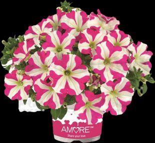 Петунія Amore Pink Heart PLT-AN-CAS-656 фото