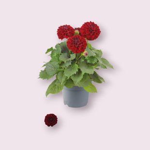 Жоржина Dalina Maxi Dark Red касетна розсада PLT-PR-CAS-1268 фото