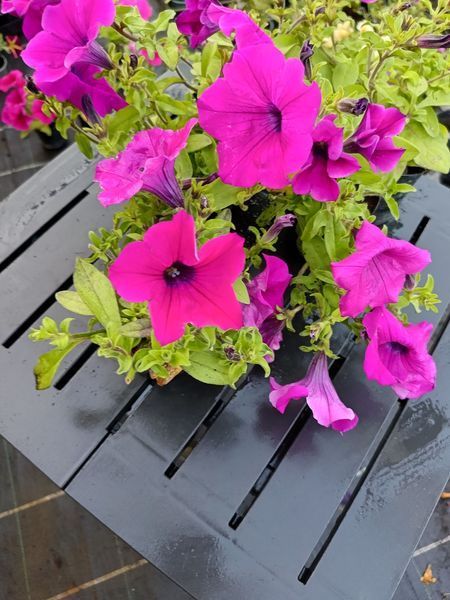 Сурфінія Giant Purple касетна розсада PLT-AN-CAS-676 фото