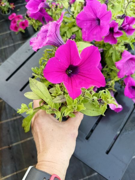 Сурфінія Giant Purple касетна розсада PLT-AN-CAS-676 фото