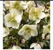 Чемерник (морозник)садовий ICE N`ROSES MILLA MARBLE касетна розсада PLT-HEL-MILLA -1078 фото 1