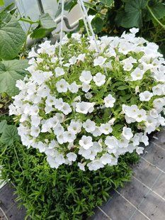 Петунія Table White касетна розсада  PLT-AN-4l-983 фото