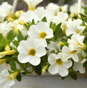 Калібрахоа Superbells White вазон PLT-AN-VAZ-752 фото