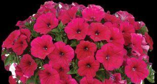 Петунія Cascadias Fuchsia PLT-AN-CAS-657 фото