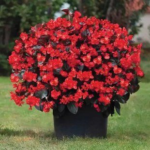 Бегонія Big Red Bronze Leaf касетна розсада  PLT-AN-CAS-1222 фото