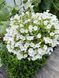 Петунія Table White касетна розсада  PLT-AN-4l-983 фото 1