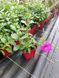 Петунія Tidal Cherry  PLT-AN-р9-1124 фото 2