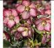 Чемерник (морозник)садовий ICE N`ROSES WILD BERRY касетна розсада PLT-HEL-BERRY  -1079 фото 1