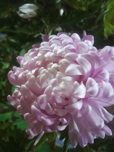 Хризантема великоквіткова горшечна Pink PLT-CH-PINKCAS-1175 фото