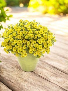 Петунія Mini Vista Yellow PLT-AN-CAS-793 фото