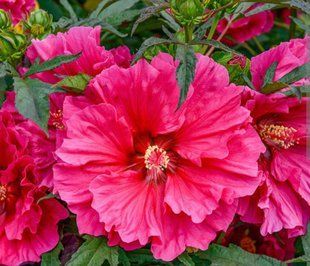 Гібіскус садовий Summerific Watermelon Ruffles PLT-HIB-RUFFLES-1035 фото