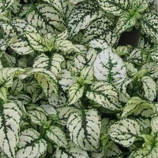 Гіпоестес Confetti Compact Splash White касетна розсада  PLT-CONF-CAS-1320 фото