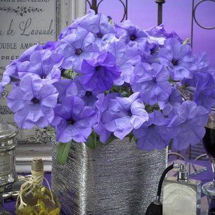 Насіння квітів Петунія ампельна Evening Scentsation 3шт SDS-AN-FAS-338 фото
