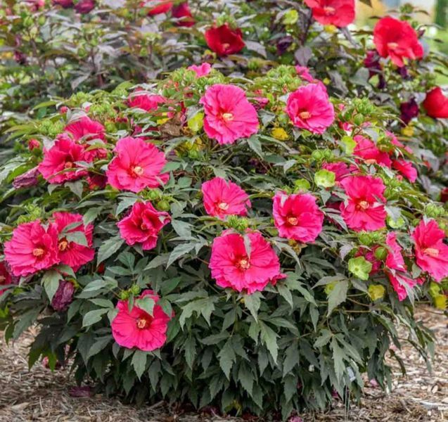 Гібіскус садовий Summerific Watermelon Ruffles PLT-HIB-RUFFLES-1035 фото