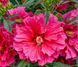Гібіскус садовий Summerific Watermelon Ruffles PLT-HIB-RUFFLES-1035 фото 1