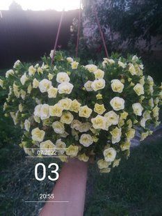 Калібрахоа Neo Double Lemon вазон PLT-DLEM-VAZ-50 фото