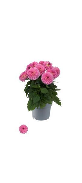 Жоржина Dalina Maxi PINK BLAST касетна розсада PLT-PR-CAS-1271 фото