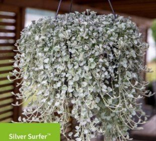 Насіння квітів Діхондра Silver Surfer 3шт SDS-AN-FAS-339 фото