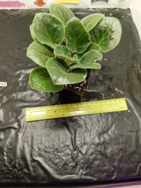 Сенполія Dn-Fleur PLT-SENP-ST-429 фото