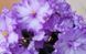 Сенполія Dn-Fleur PLT-SENP-ST-429 фото 1