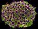 Петунія Cascadias Magenta Rim касетна розсада PLT-RIM-CAS-34 фото 1