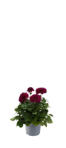 Жоржина Dalina Maxi PURPLE касетна розсада PLT-PR-CAS-1272 фото
