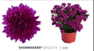 Айстра Snow Makers Magenta PLT-VAZ-1132 фото