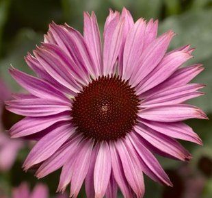 Насіння квітів Ехінацея Prairie Spendor Compact Dark Rose 5шт SDS-PR-FAS-596 фото