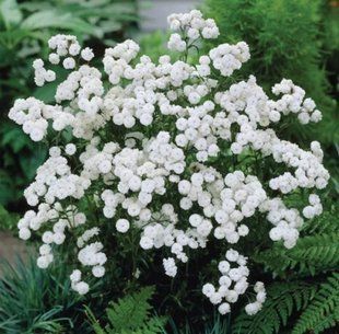 Насіння квітів 10шт Деревій Marshmallow White SDS-PR-FAS-95 фото