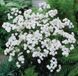 Насіння квітів 10шт Деревій Marshmallow White SDS-PR-FAS-95 фото 1