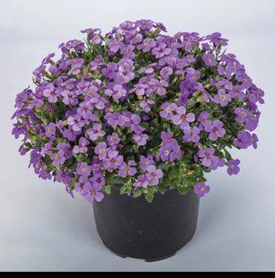 Насіння квітів 10шт Обрієта Audrey F1 Light Blue SDS-PR-FAS-96 фото