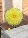 Жоржина Dalina Maxi YELLOW касетна розсада PLT-PR-CAS-1273 фото 2