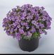Насіння квітів 10шт Обрієта Audrey F1 Light Blue SDS-PR-FAS-96 фото 1