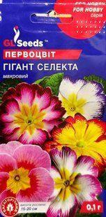 Насіння квітів Примула Гігант Селекта SDS-PR-PAC-499 фото