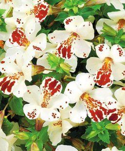 Мімілюс Magic White Blotch касетна розсада PLT-AN-CAS-803 фото