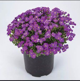Насіння квітів 10шт Обрієта Audrey F1 Purple Shades SDS-PR-FAS-97 фото