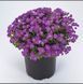 Насіння квітів 10шт Обрієта Audrey F1 Purple Shades SDS-PR-FAS-97 фото 1