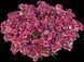 Немезія Burgundy касетна розсада PLT-AN-CAS-663 фото 1