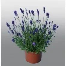 Насіння квітів Лаванда вузьколиста Promise Violet Blue 20шт SDS-PR-FAS-599 фото