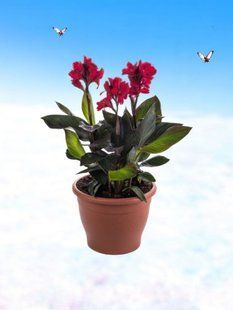 Канна Cannowa Scarlet Bronze Leaf касетна розсада PLT-PR-CAS-1227 фото