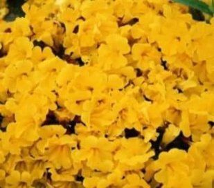 Мімілюс Magic Yellow касетна розсада PLT-AN-CAS-804 фото