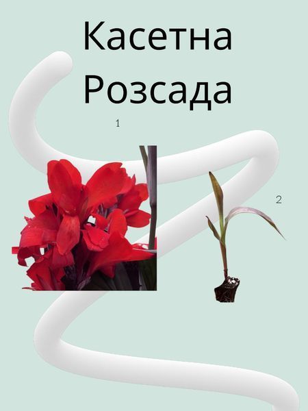 Канна Cannowa Scarlet Bronze Leaf касетна розсада PLT-PR-CAS-1227 фото