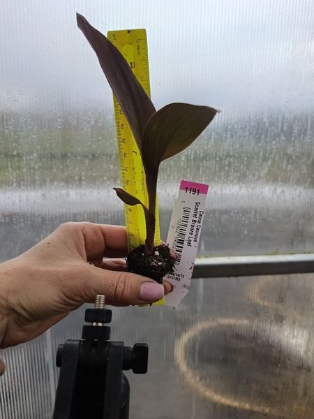 Канна Cannowa Scarlet Bronze Leaf касетна розсада PLT-PR-CAS-1227 фото