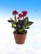 Канна Cannowa Scarlet Bronze Leaf касетна розсада PLT-PR-CAS-1227 фото 1